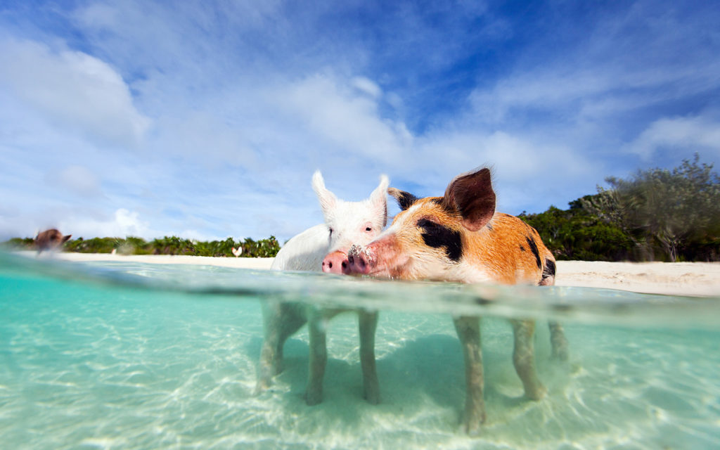 Swim with Pigs on an Ocean Safari