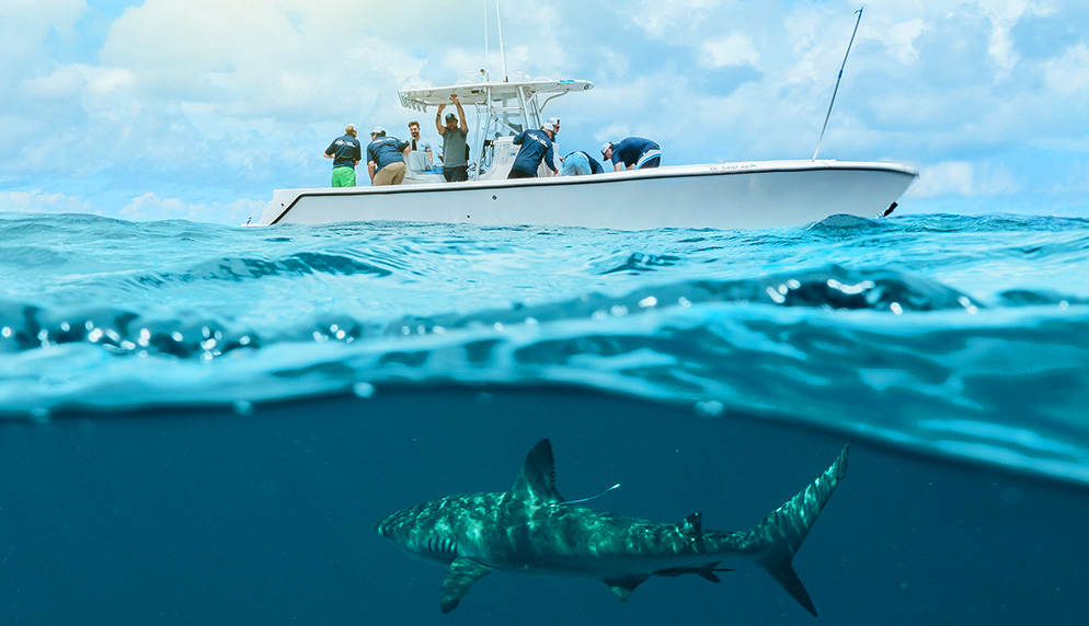 Excursions-Exotic-Encounters-Shark-Tagging-1
