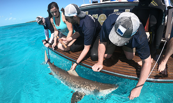 Excursions-Exotic-Encounters-Shark-Tagging-2